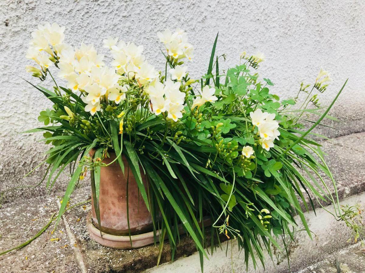 Dimora Il Tiglio- Mini Appartement